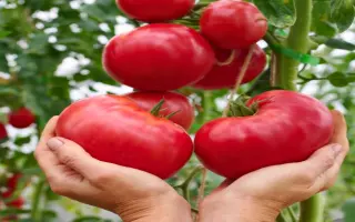 ГОРДОСТЬ ЗАСТОЛЬЯ