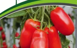 ЦАРСКОЕ ИСКУШЕНИЕ