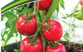 ИМПЕРАТОРСКАЯ СЛАБОСТЬ