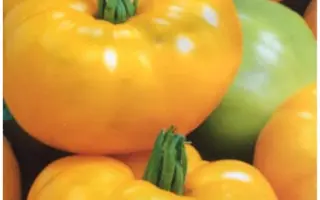 САХАР ЖЕЛТЫЙ