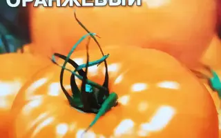 САХАР ОРАНЖЕВЫЙ