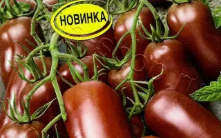 СОСУЛЬКА ЧЕРНАЯ