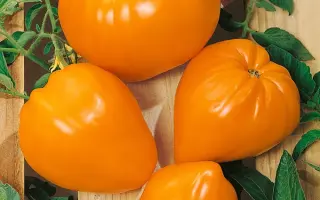 БЫЧЬЕ СЕРДЦЕ ОРАНЖЕВОЕ