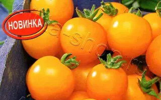 ДЕТКИ-КОНФЕТКИ