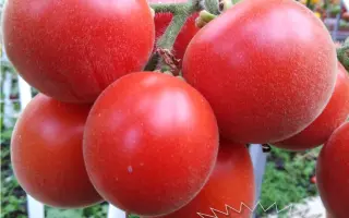 ФОКУС-ПОКУС