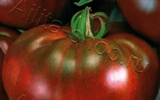 ЧЕРНЫЕ ГЛАЗА