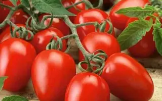 ЗАСОЛОЧНОЕ ЧУДО