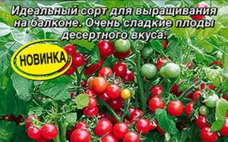 САХАРНАЯ ГРОЗДЬ