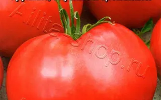 МИШКА НА СЕВЕРЕ