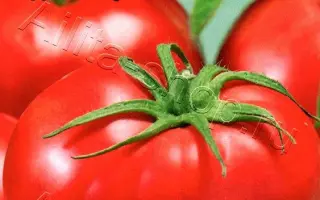 ВСЕГДА МНОГО