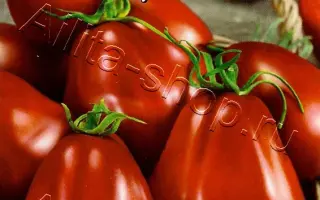 ВИННЫЙ КУВШИН