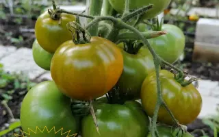 ВОСЬМОЕ ЧУДО СВЕТА