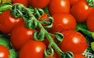 ЧЕРРИ СЕРДЦЕВИДНЫЙ