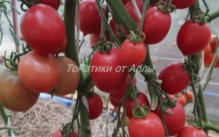 ДЕ БАРАО ЦАРСКИЙ