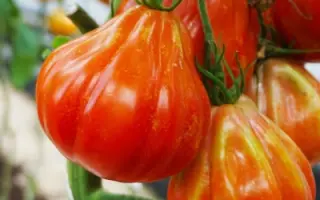 КРАСНЫЕ ДОЛЬКИ