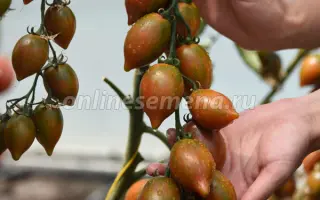 ГРАНАТОВАЯ КАПЛЯ