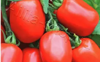 СЛИВКА-ВЕЛИКАН