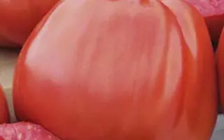 ПУЗАТА ХАТА РОЗОВАЯ