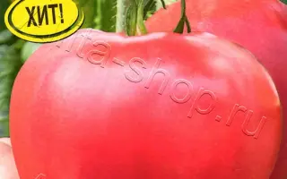 ЗНАМЕНИТОЕ БЫЧЬЕ СЕРДЦЕ