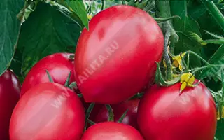 РОЗОВЫЙ КАСКАД