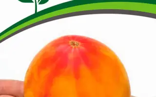 СОКРОВИЩЕ ИНКОВ