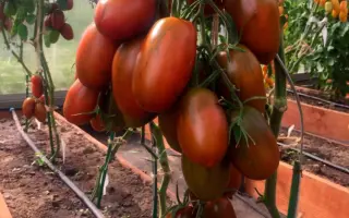 БУРАЯ ГРОЗДЬ