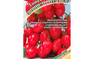 МОНИСТО ПУРПУРНОЕ