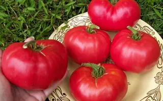 КРАСНЫЙ СЛОН