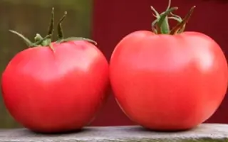 ЛЕТНИЙ РУМЯНЕЦ