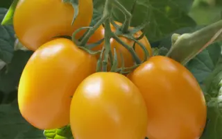 ЛЕМОНЧЕЛЛО