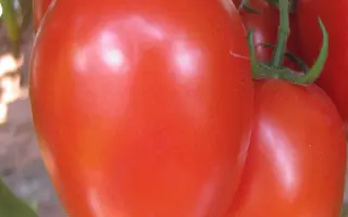 ТЕРМИНАТОР