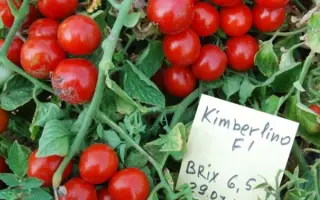 КИМБЕРЛИНО