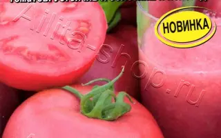 МАДАМ КУРАЖ