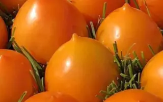 ДОЛГОНОСИК