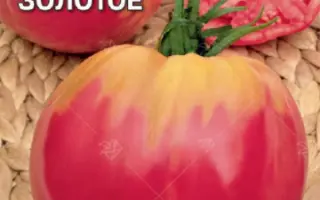 БЫЧЬЕ СЕРДЦЕ ЗОЛОТОЕ