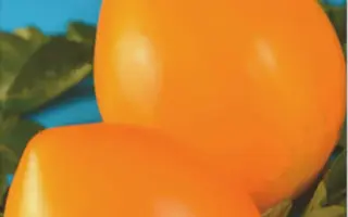 ЗОЛОТЫЕ ЯЙЦА