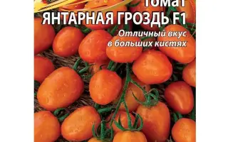 ЯНТАРНАЯ ГРОЗДЬ