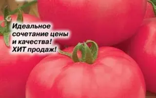 ПИНК САМСОН