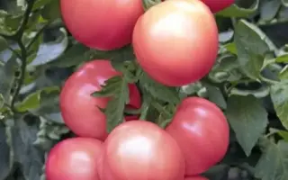 МАЛИНОВОЕ ЭСКИМО