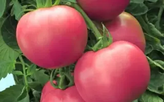 МАЛИНОВЫЙ СЮРПРИЗ