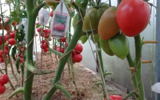 МАЛИНОВАЯ РАДОСТЬ