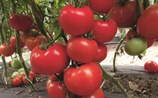 ФАБИО ПЛЮС