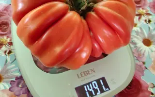 СВ 1491 ТМ