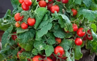 ФЛОРИДА ПЕТИТ