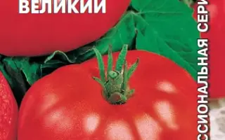 АЛЕКСАНДР ВЕЛИКИЙ