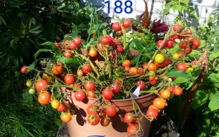 САДОВАЯ ЖЕМЧУЖИНА