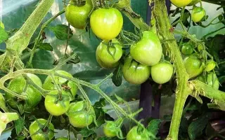 КОКТЕЙЛЬ МОХИТО