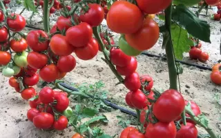 КИСТЕВОЙ УДАР