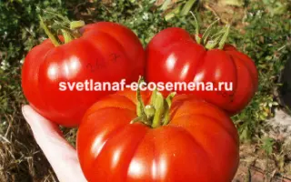 ПОДАРОК ОВОЩЕВОДУ