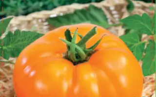 СЛОН ЖЕЛТЫЙ